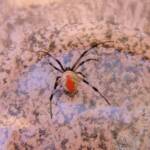 Redback Spider (Latrodectus hasselti), Alice Springs, NT