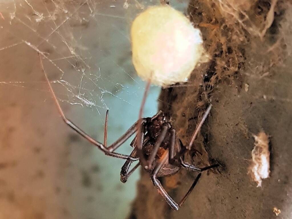 Female Redback Spider (Latrodectus hasselti) with egg sac, Alice Springs NT