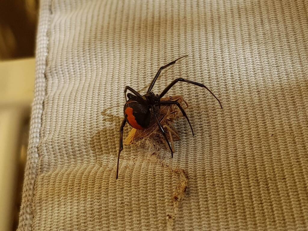 Redback Spider (Latrodectus hasselti) with prey (stink bug), Alice Springs NT