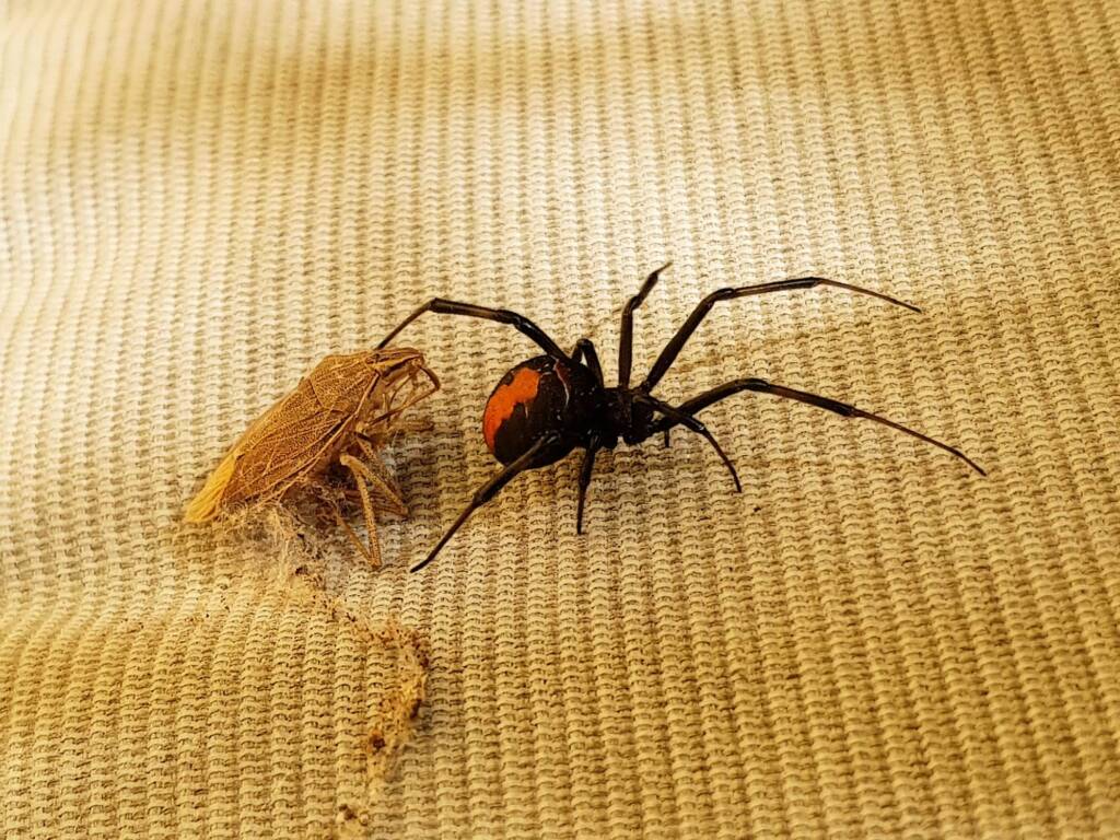 Redback Spider (Latrodectus hasselti) with prey (stink bug), Alice Springs NT