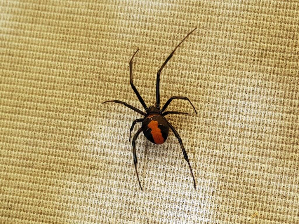Redback Spider (Latrodectus hasselti), Alice Springs NT