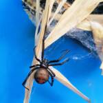 Redback Spider (Latrodectus hasselti), Alice Springs NT