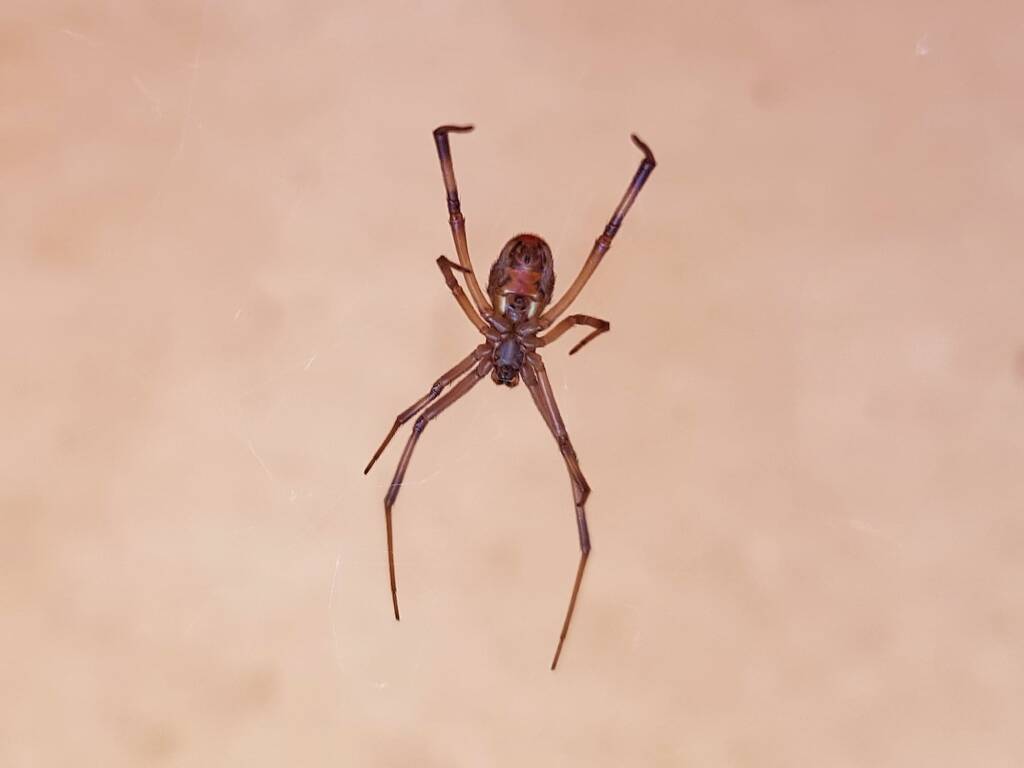 Redback Spider (Latrodectus hasselti), Alice Springs NT
