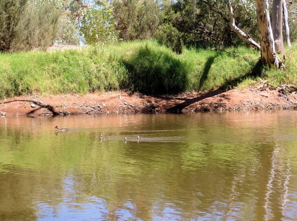 Ducks at the Redbank Waterhole, Owen Springs Reserve, NT