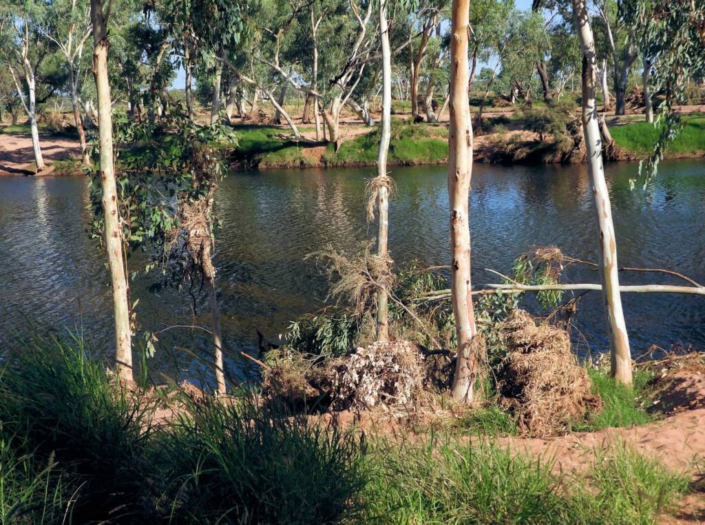 See how high the grass and debris reached up the trees at Redbank Waterhole, Owen Springs Reserve © Dorothy Latimer