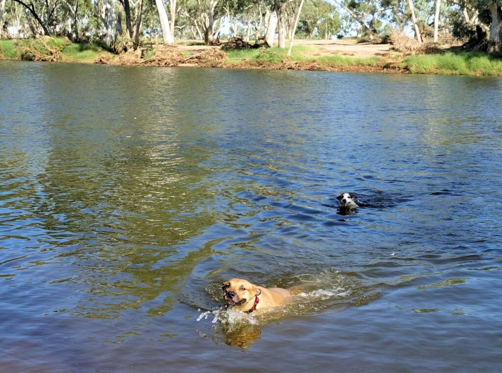 Dog friendly Redbank Waterhole, Owen Springs, NT