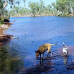 Dog friendly Redbank Waterhole, Owen Springs, NT