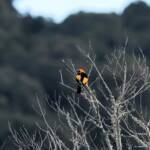 Regent Bowerbird (Sericulus chrysocephalus), O'Reilly, Lamington National Park, QLD