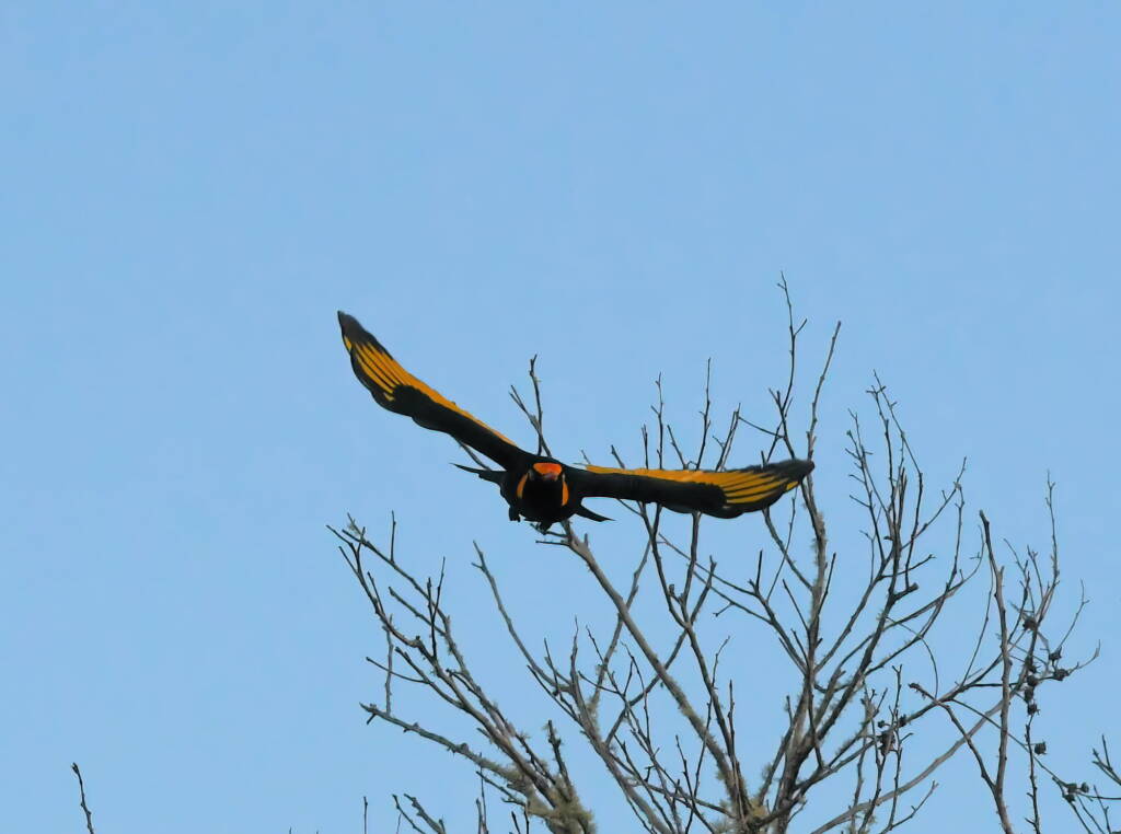 Regent Bowerbird (Sericulus chrysocephalus), O'Reilly, Lamington National Park, QLD © Dorothy Latimer