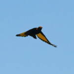 Regent Bowerbird (Sericulus chrysocephalus), O'Reilly, Lamington National Park, QLD © Dorothy Latimer