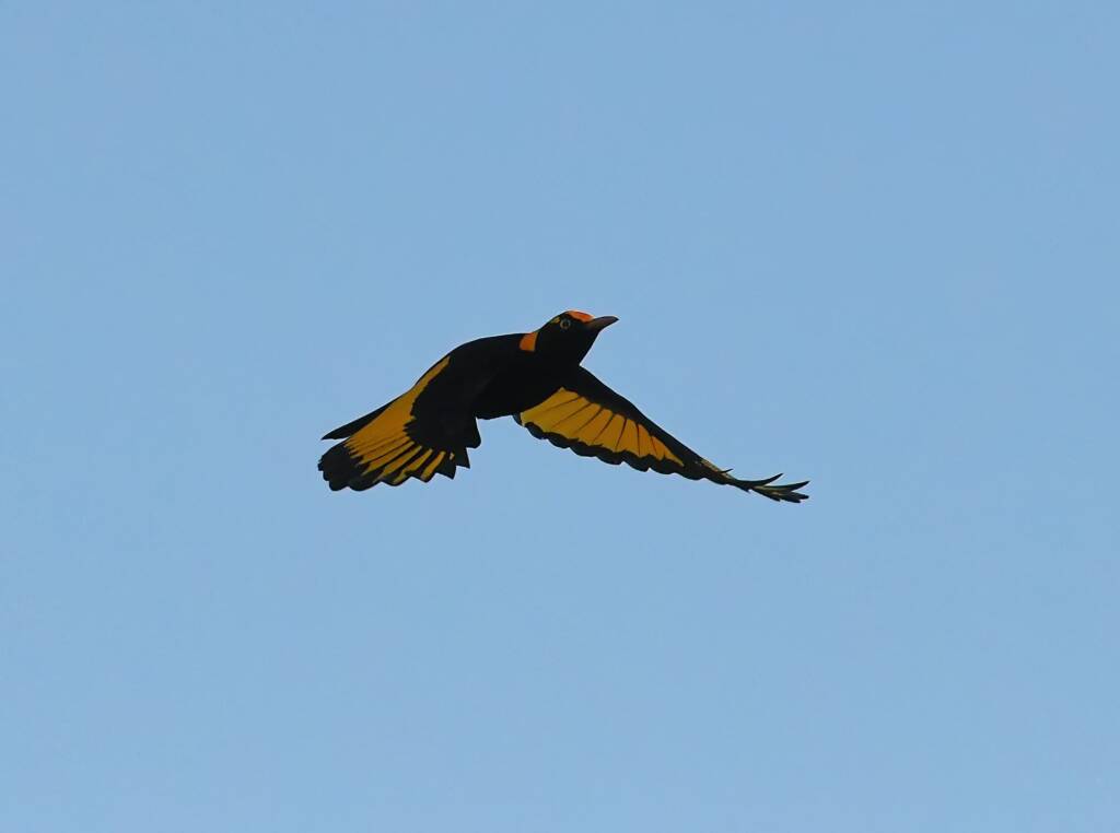 Regent Bowerbird (Sericulus chrysocephalus), O'Reilly, Lamington National Park, QLD