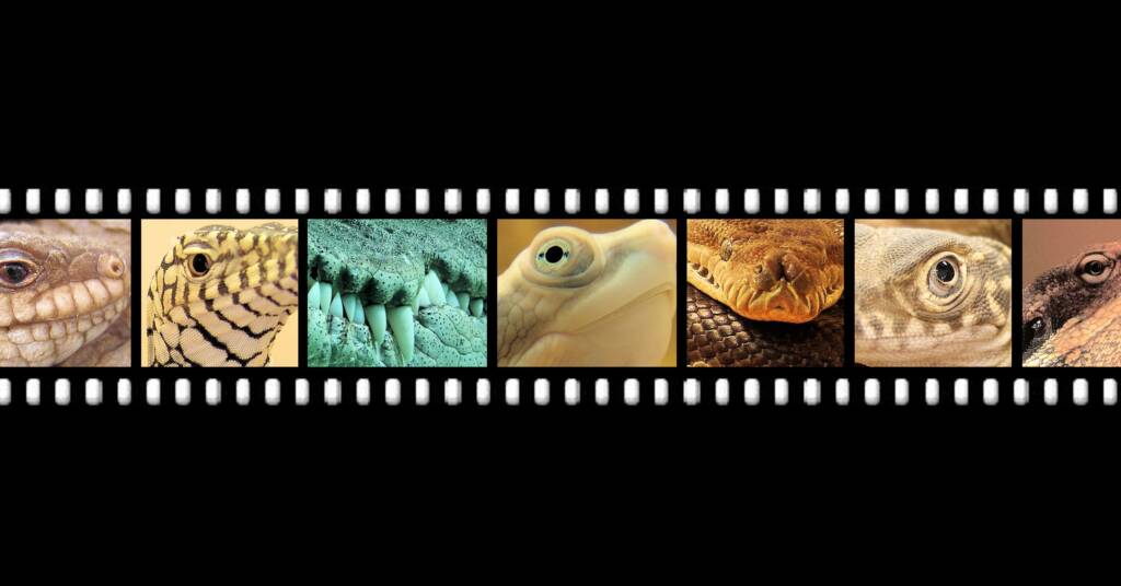 Reptiles - Ausemade filmstrip