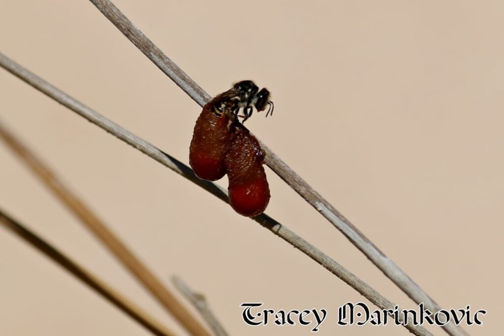 Resin Pot Bee, WA © Tracey Walker Marinkovic