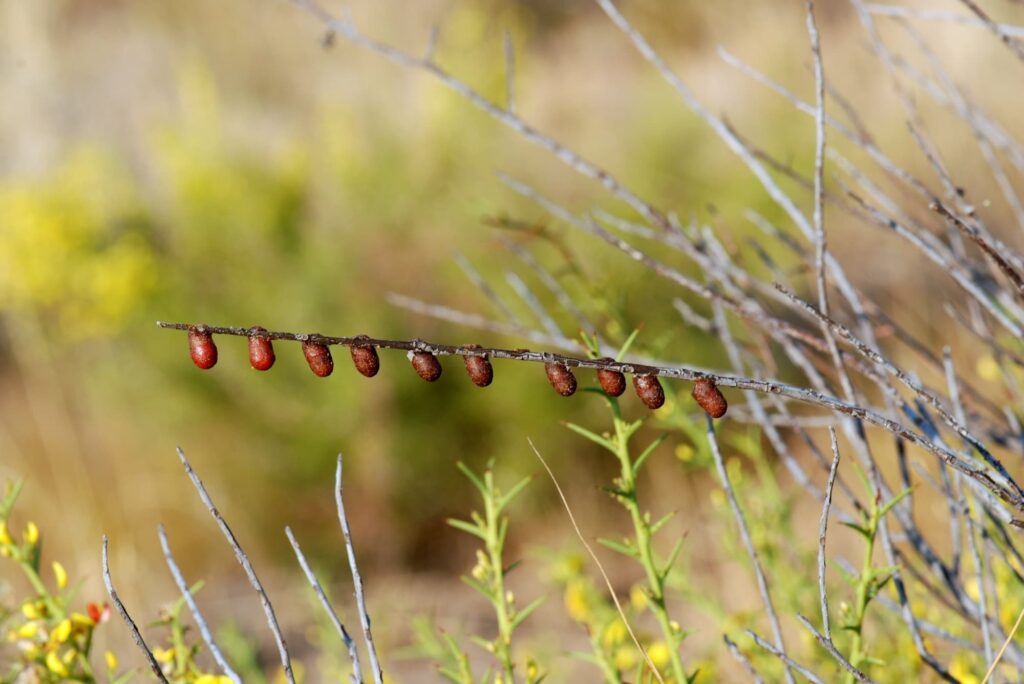 Cocoons of the Resin Pot Bee on Leptospermopsis erubescens, south of Yerecoin WA © Jean and Fred Hort