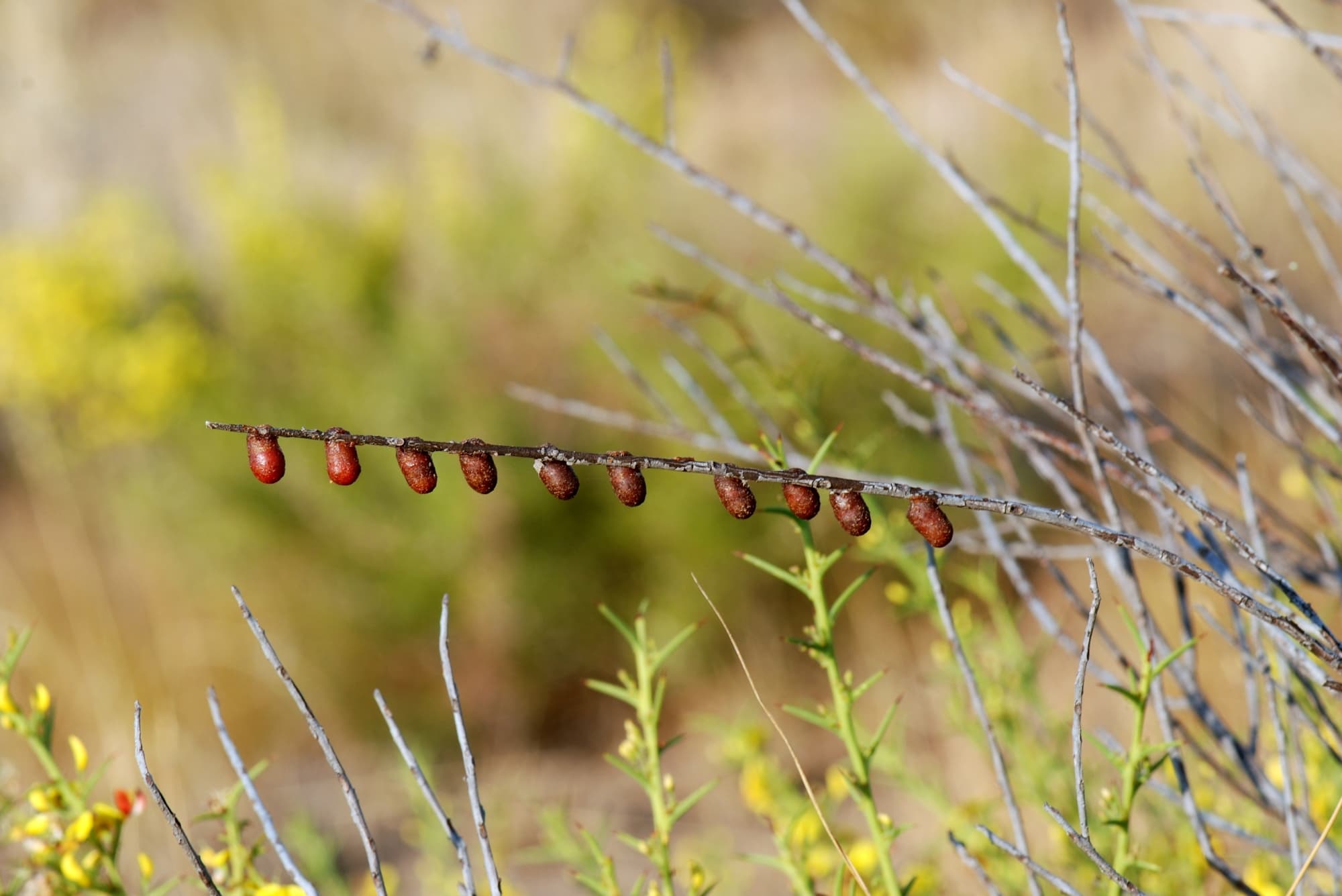 Cocoons of the Resin Pot Bee on Leptospermopsis erubescens, south of Yerecoin WA © Jean and Fred Hort