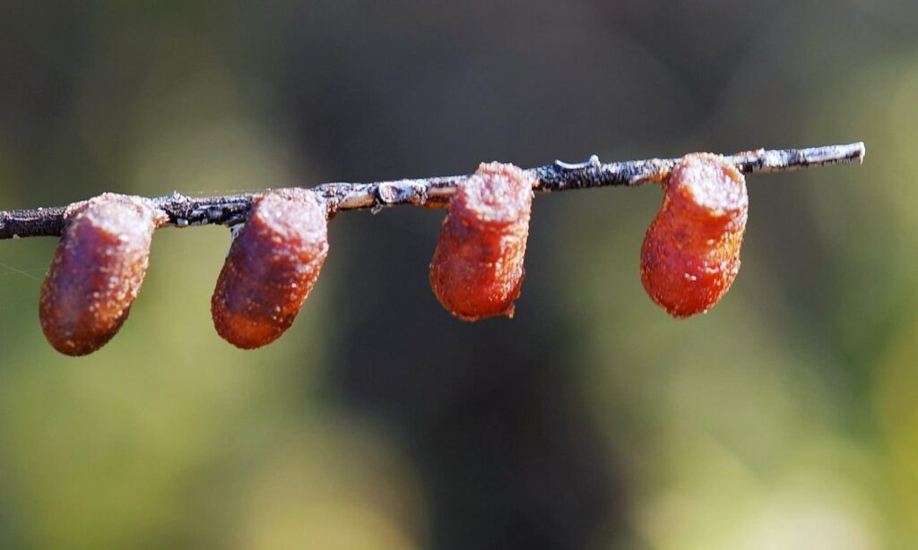 Cocoons of the Resin Pot Bee, south of Yerecoin WA © Jean and Fred Hort