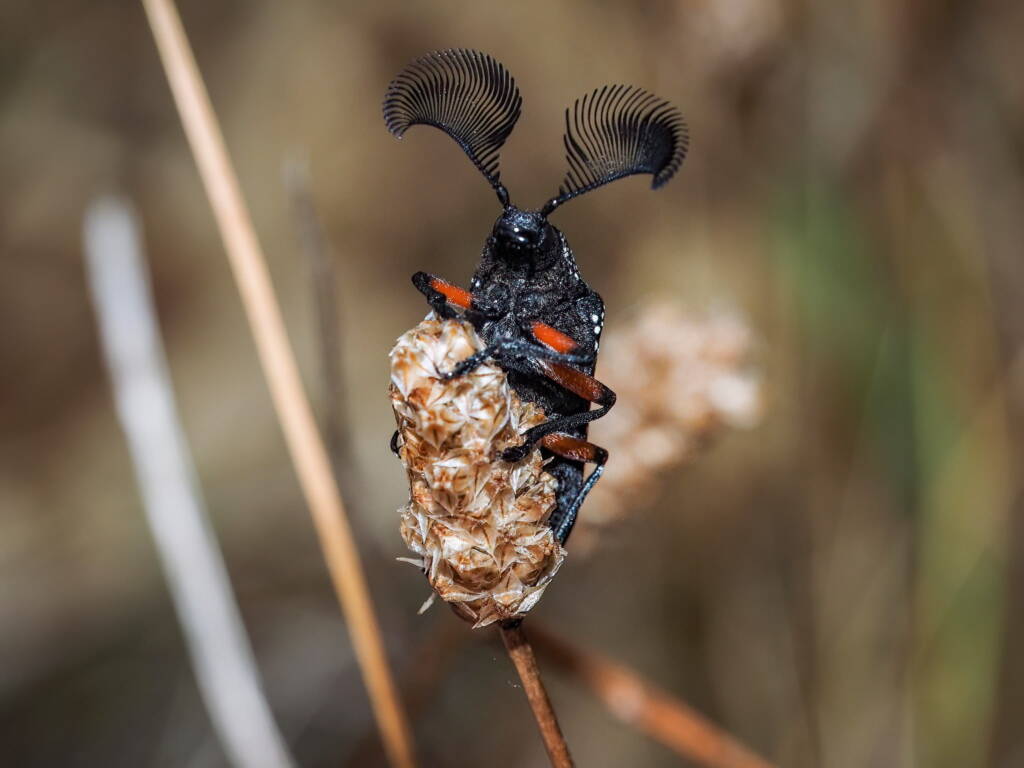 Feather-horned Beetle (Rhipicera femorata), Southern Fleurieu Peninsula SA © Nomes Naomi Betts