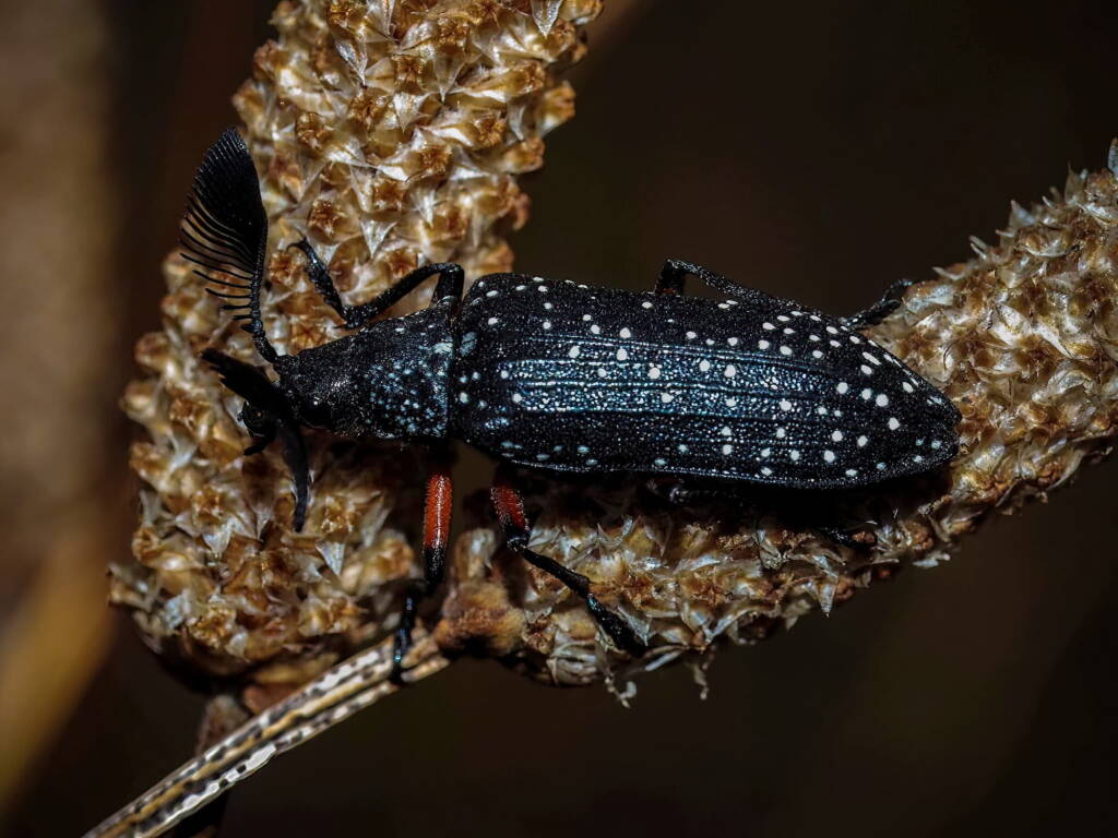 Feather-horned Beetle (Rhipicera femorata), Southern Fleurieu Peninsula SA © Nomes Naomi Betts