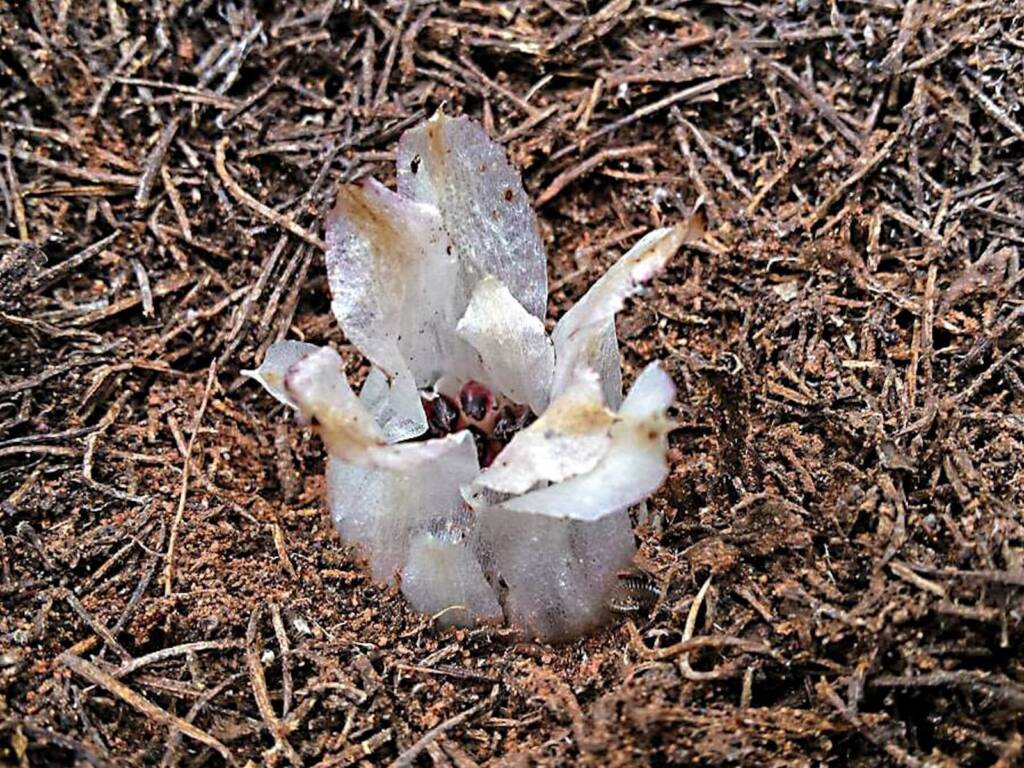 Rhizanthella johnstonii (Southern Underground Orchid), Goldfields Esperance Region WA © Terry Dunham