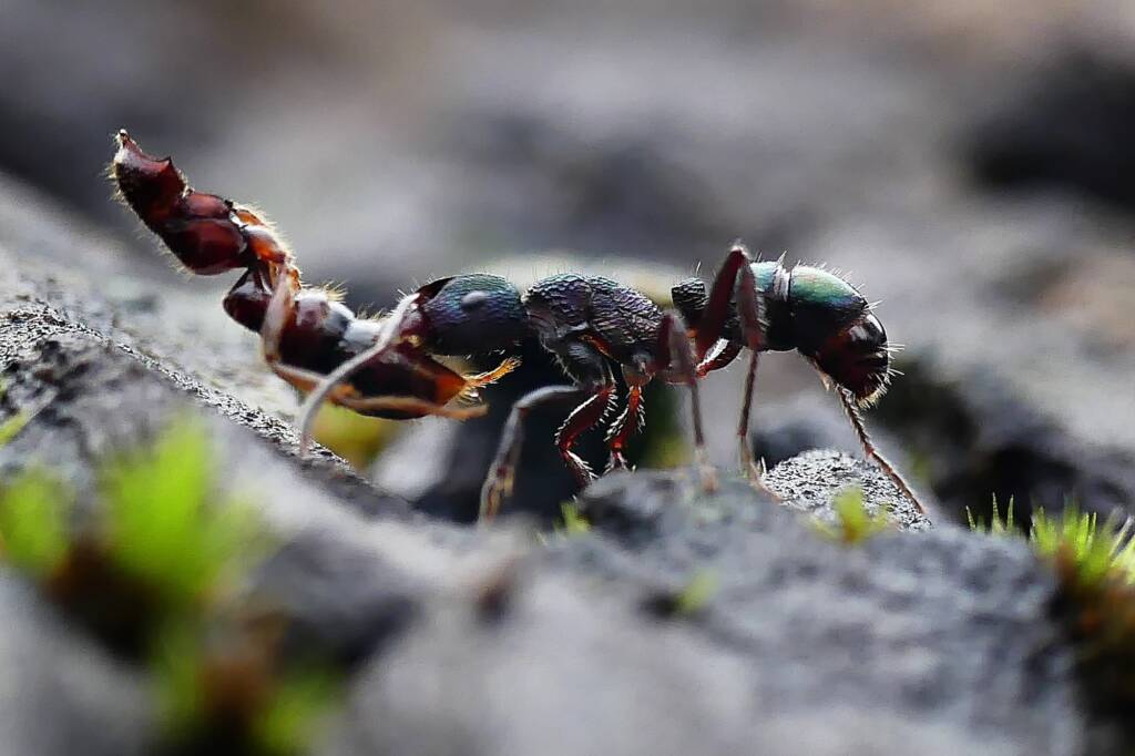 Green-head Ant (Rhytidoponera metallica), Belair SA © Marianne Broug