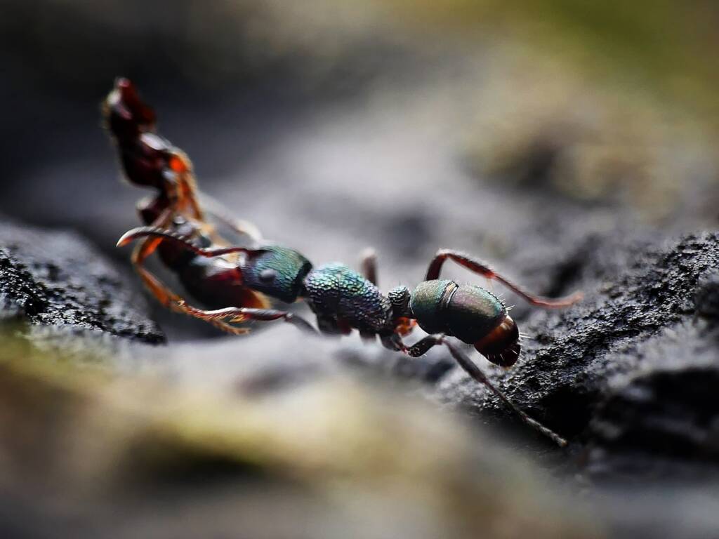 Green-head Ant (Rhytidoponera metallica), Belair SA © Marianne Broug
