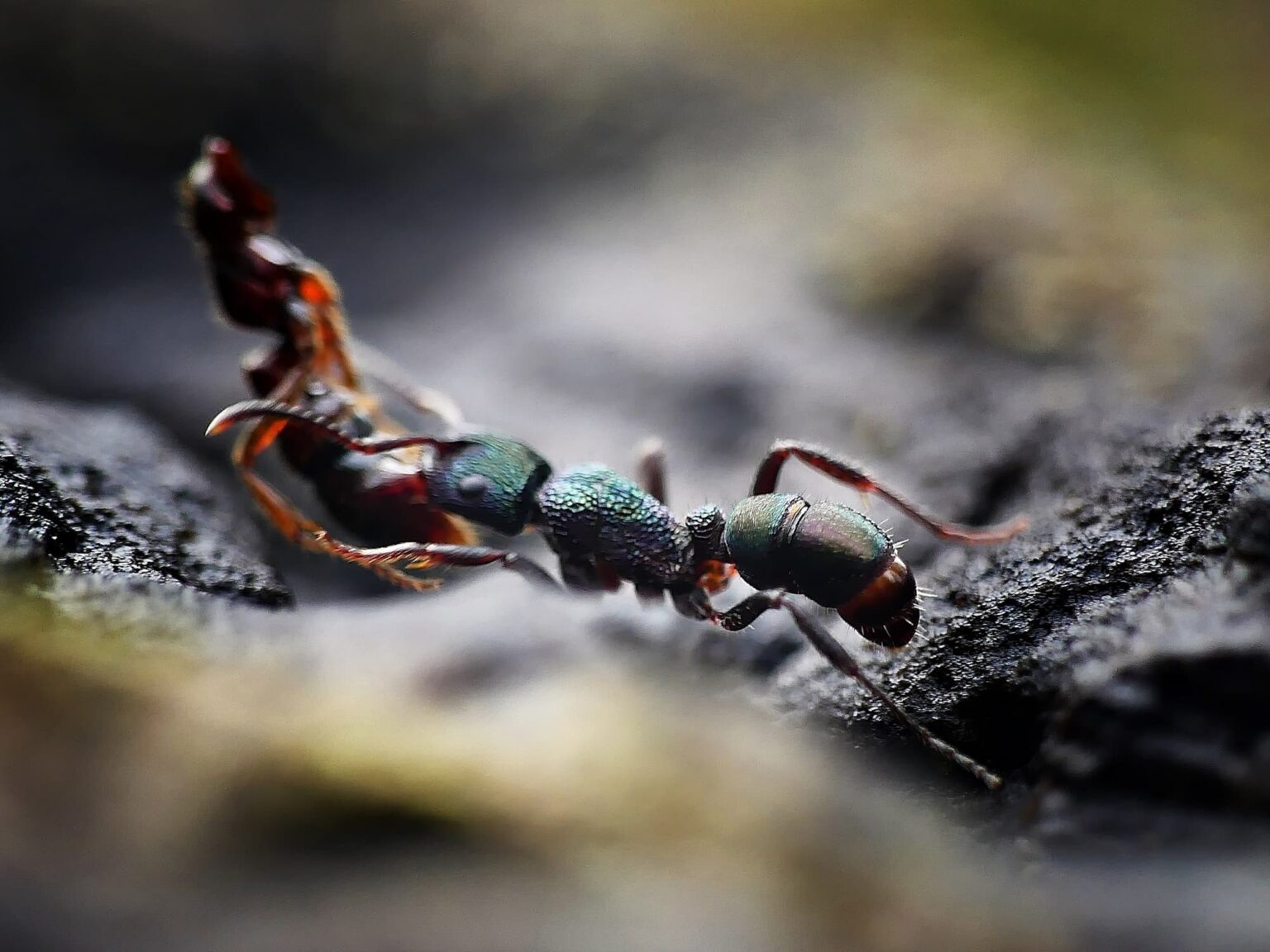 Rhytidoponera metallica (Green-head Ant) – Ausemade