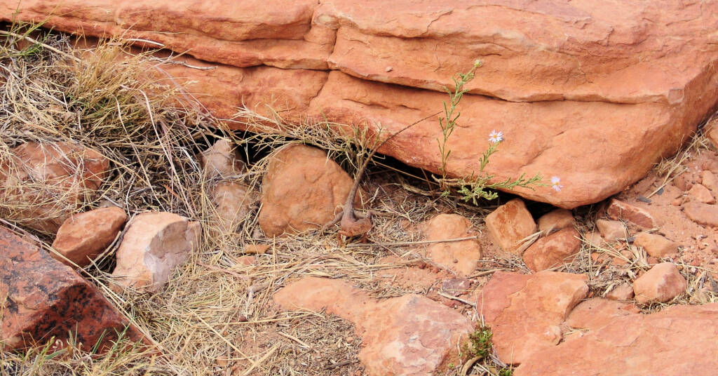 Ring-tailed Dragon (Ctenophorus caudicinctus slateri), Kings Canyon
