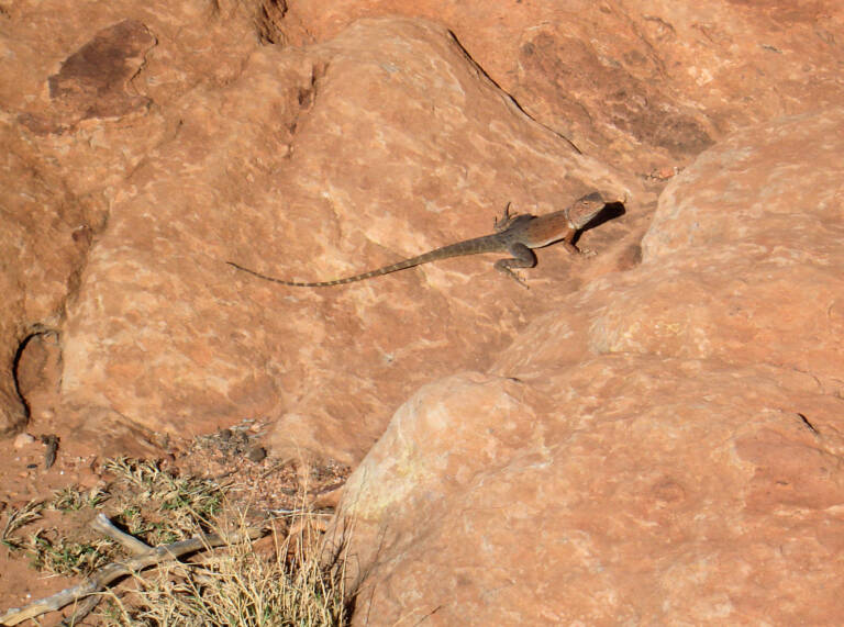 Ring-tailed Dragon – Ausemade