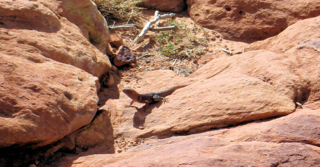 Ring-tailed Dragon (Ctenophorus caudicinctus slateri), Kings Canyon