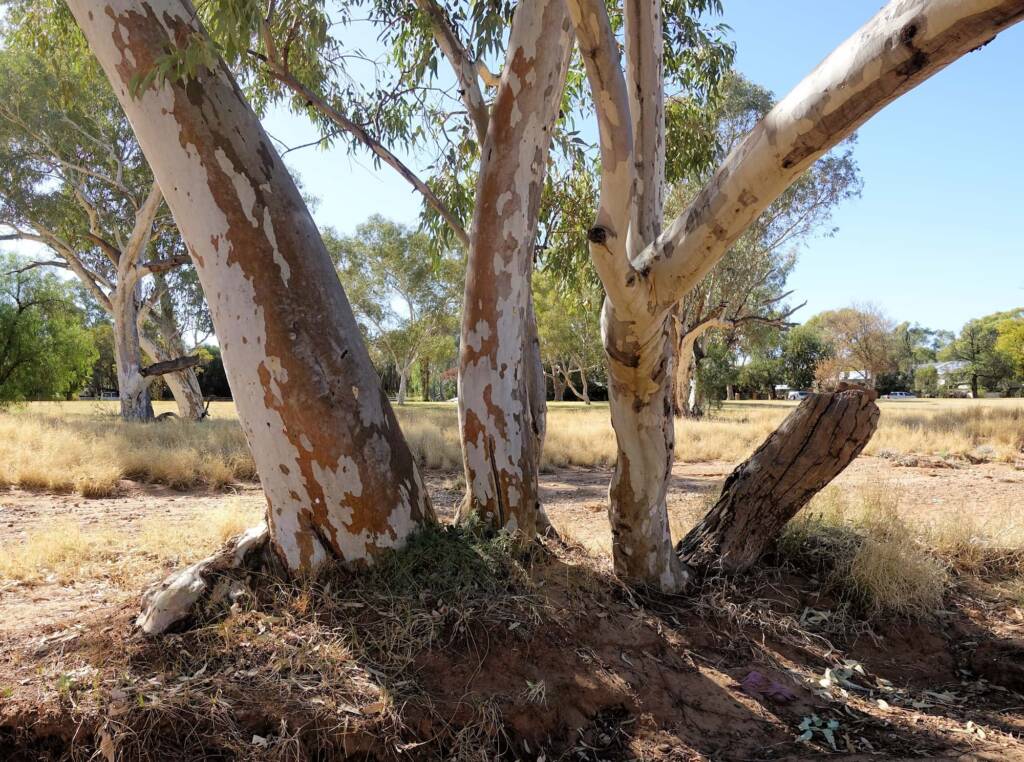 River Red Gum (Eucalyptus camaldulensis) along the Todd River, Alice Springs NT