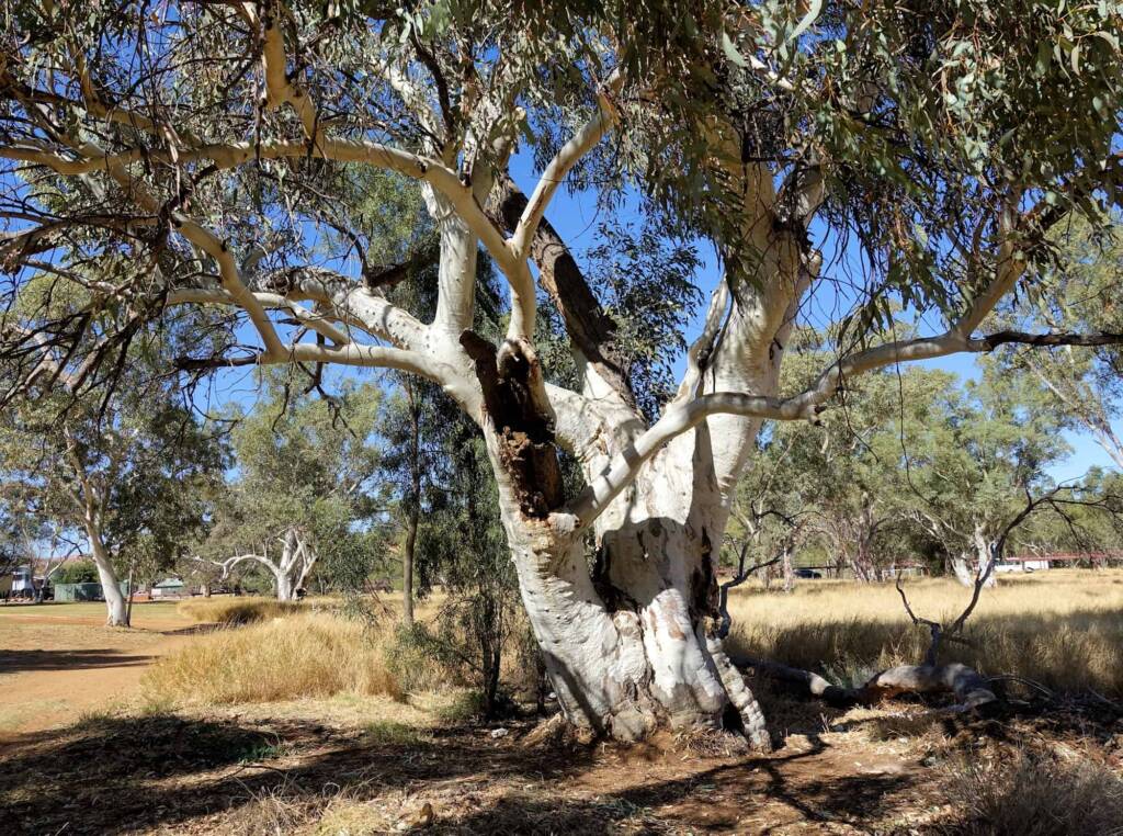 River Red Gum (Eucalyptus camaldulensis) along the Todd River, Alice Springs NT