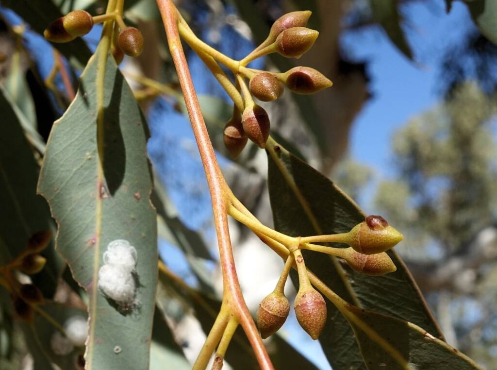 Flower buds and lerps - River Red Gum (Eucalyptus camaldulensis) along the Todd River, Alice Springs NT