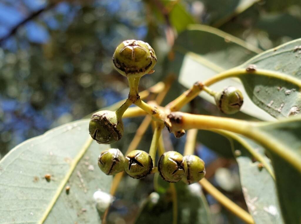 Seed pods on the River Red Gum (Eucalyptus camaldulensis) along the Todd River, Alice Springs NT