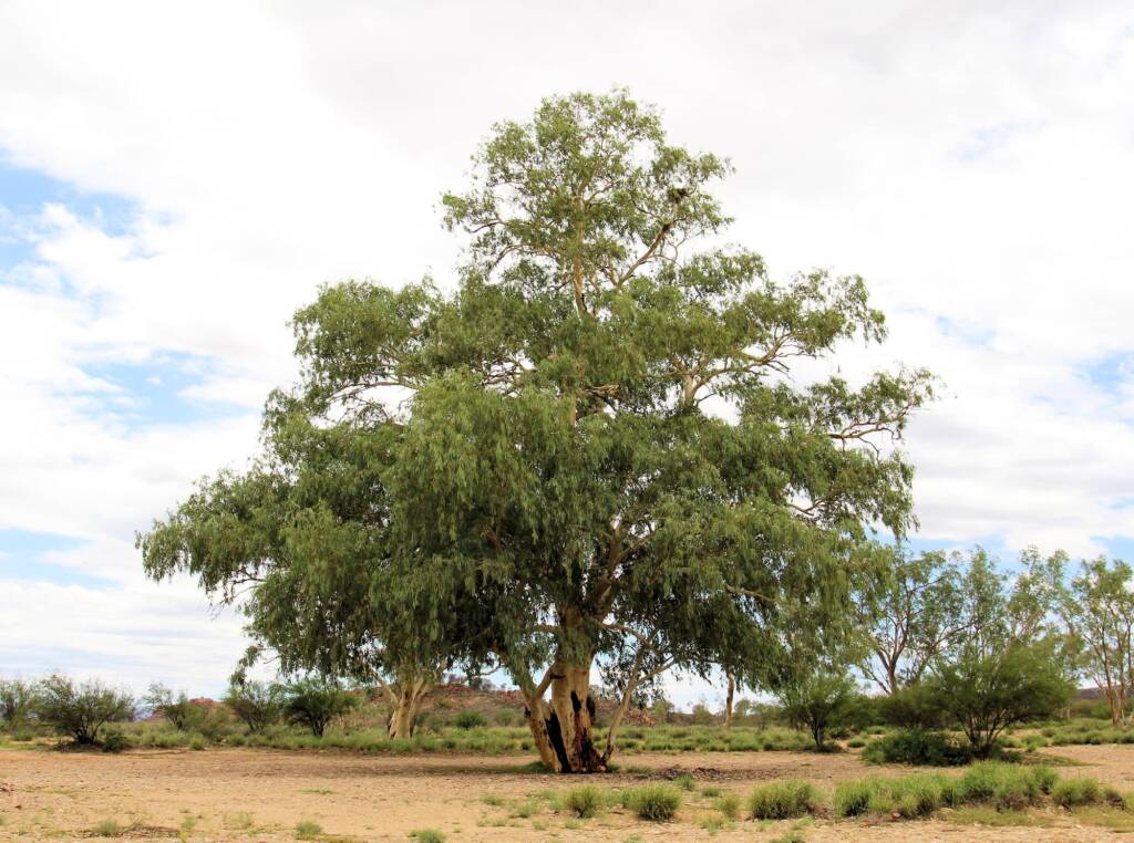 River Red Gum (Eucalyptus camaldulensis), Five Mile NT
