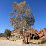River Red Gum (Eucalyptus camaldulensis), Glen Helen Gorge NT