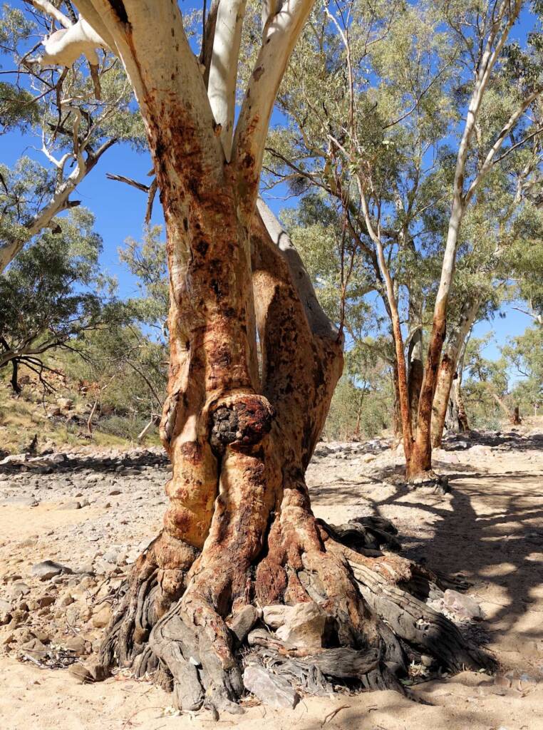 River Red Gum (Eucalyptus camaldulensis), Ormiston Gorge NT