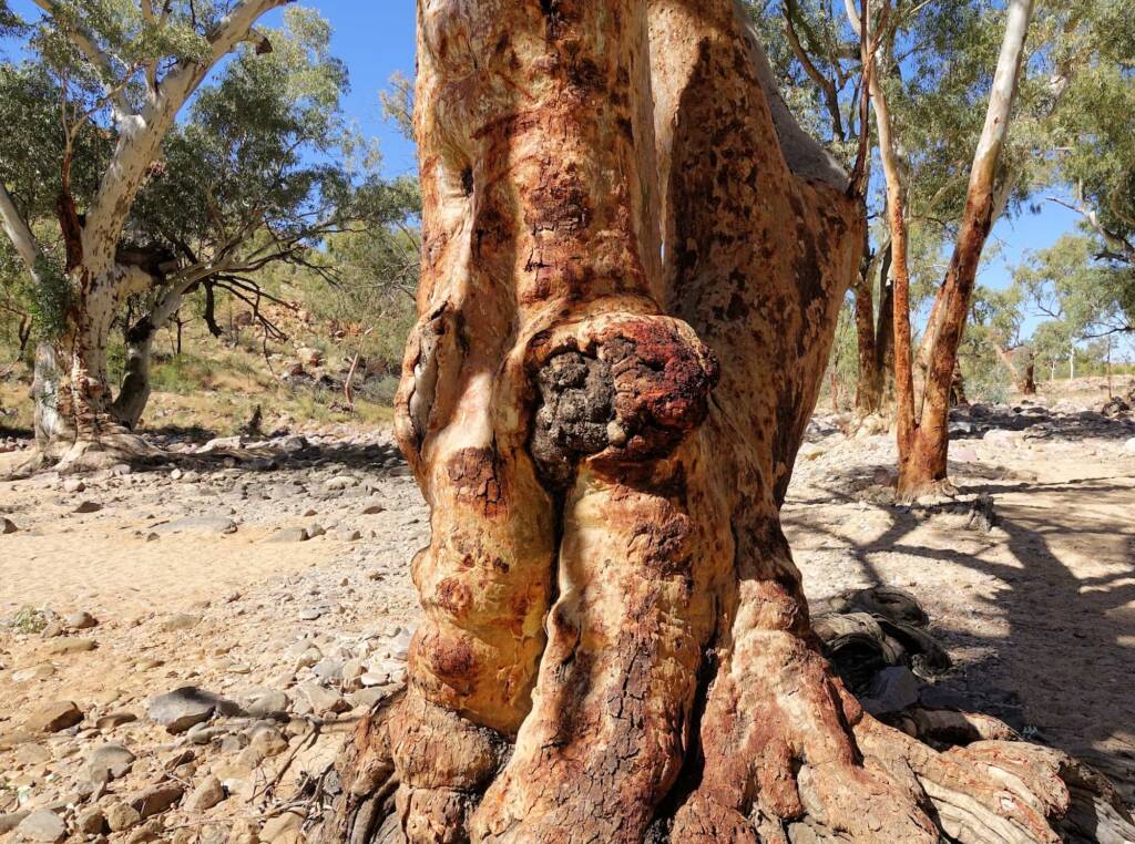 River Red Gum (Eucalyptus camaldulensis), Ormiston Gorge NT