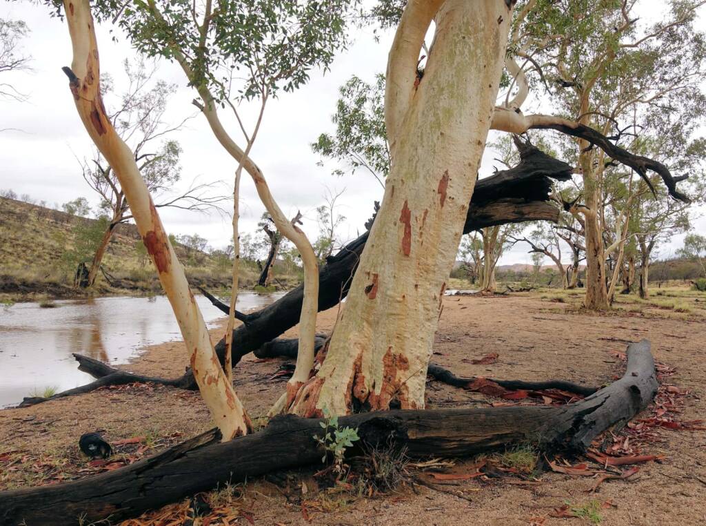 River Red Gum (Eucalyptus camaldulensis), Simpsons Gap NT