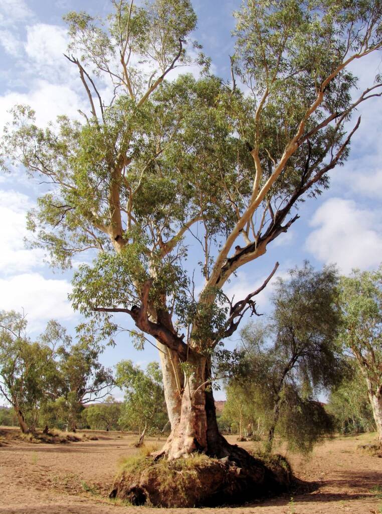 River Red Gum (Eucalyptus camaldulensis), Todd River, Alice Springs NT
