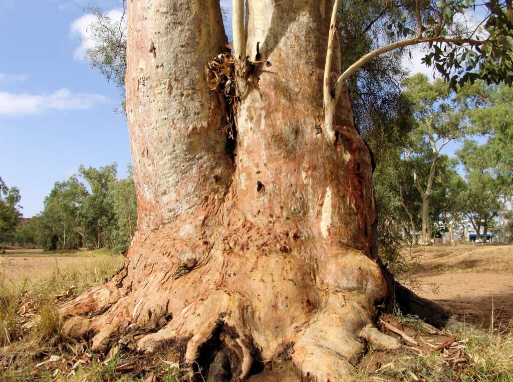 River Red Gum (Eucalyptus camaldulensis), Todd River, Alice Springs NT