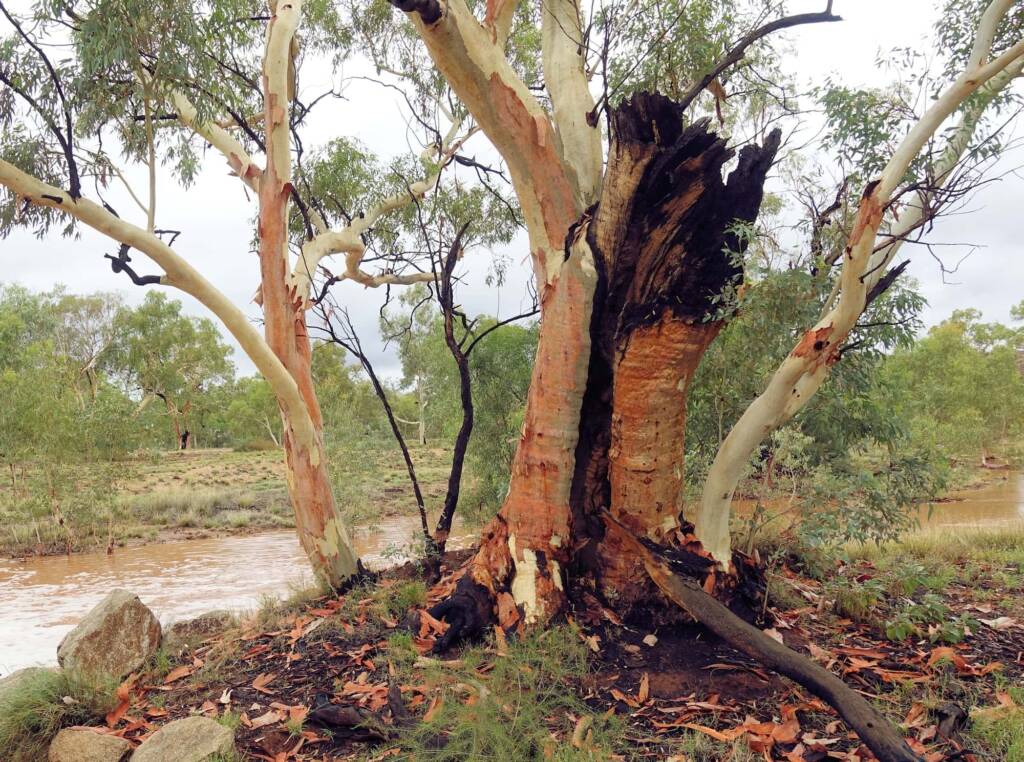 River Red Gum (Eucalyptus camaldulensis) along the Todd River (causeway at Undoolya Rd, Alice Springs NT
