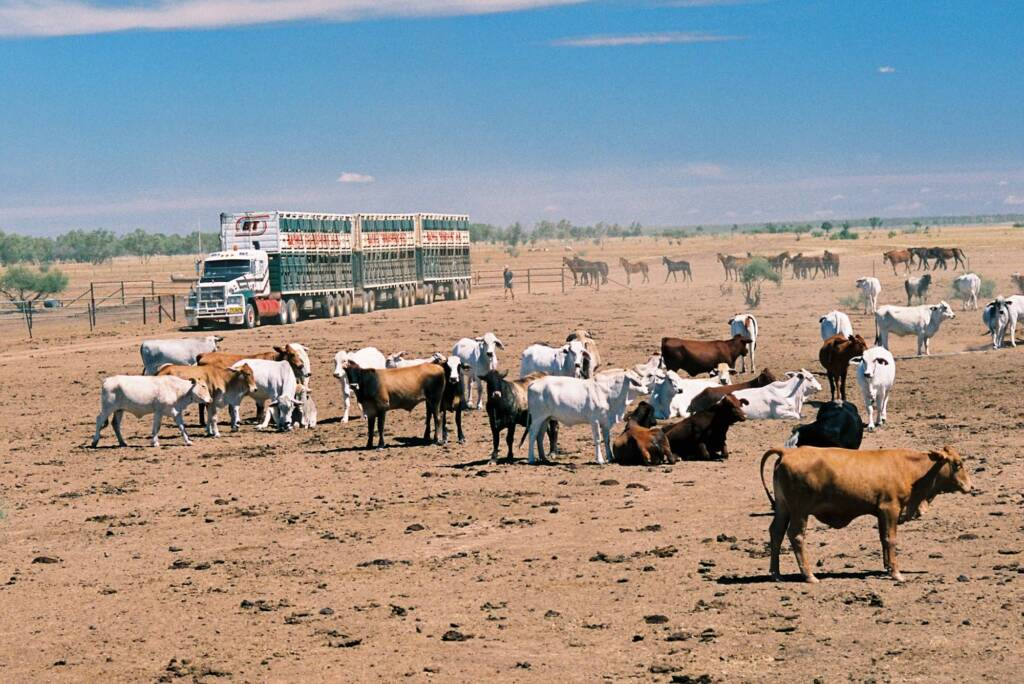 Road train (with cattle) © Hans Boessum