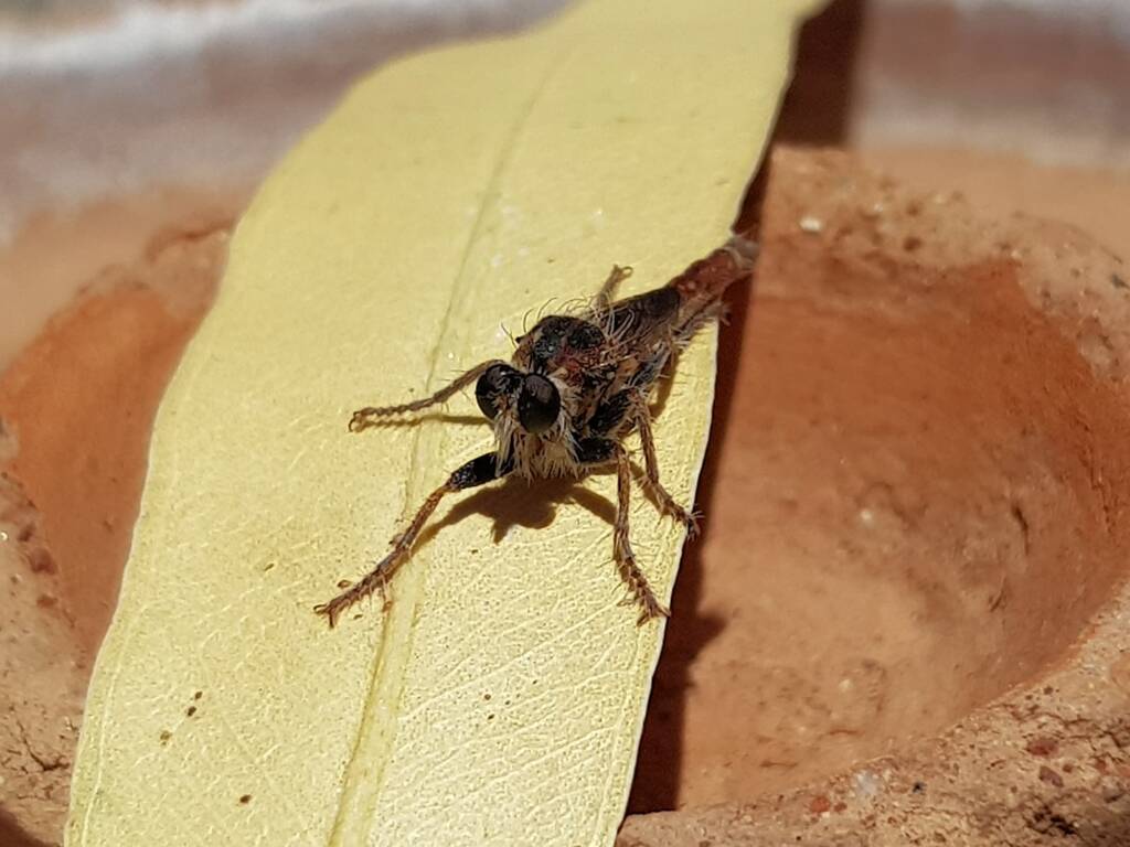 Robber Fly (genus Bathypogon, family Asilidae), Alice Springs NT