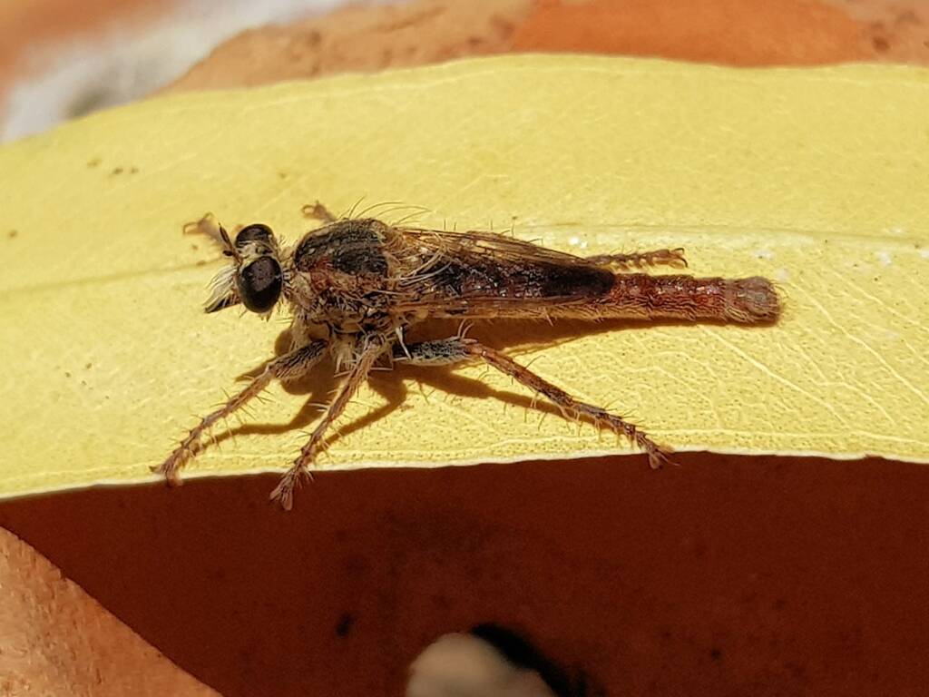 Robber Fly (genus Bathypogon, family Asilidae), Alice Springs NT