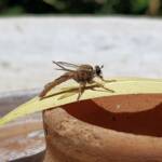 Robber Fly (genus Bathypogon, family Asilidae), Alice Springs NT