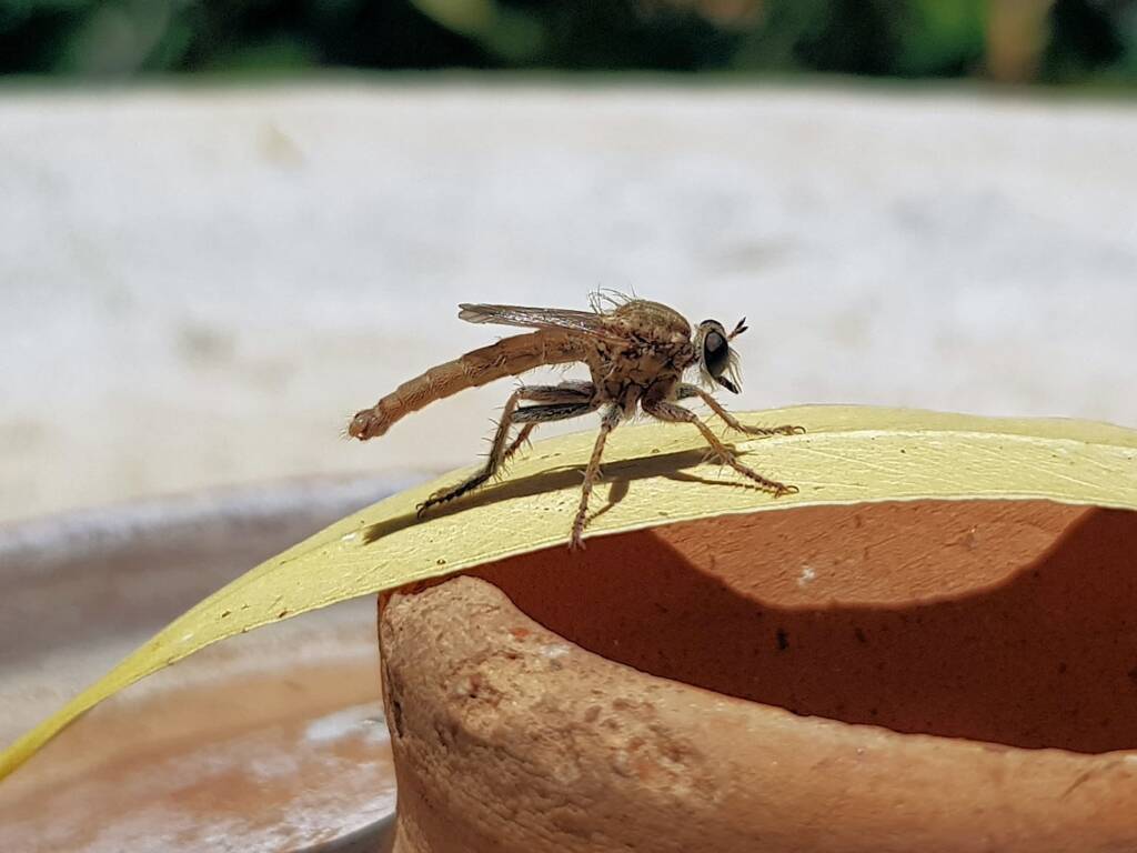Robber Fly (genus Bathypogon, family Asilidae), Alice Springs NT