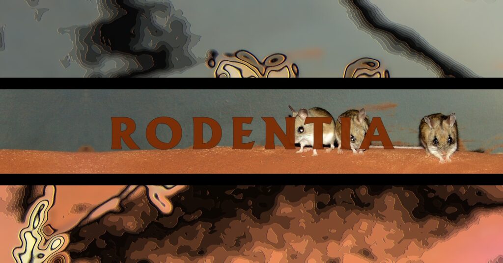 Rodentia - Ausemade filmstrip