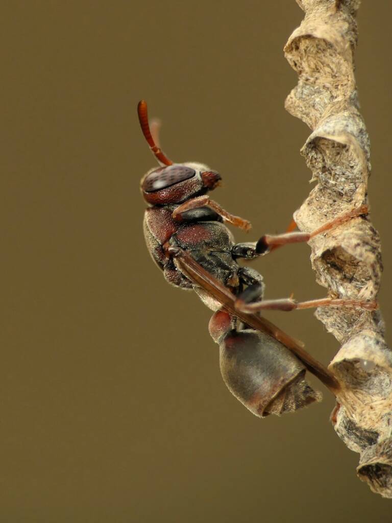 Stick-nest Brown Paper Wasp (Ropalidia revolutionalis), Gold Coast QLD © Stefan Jones