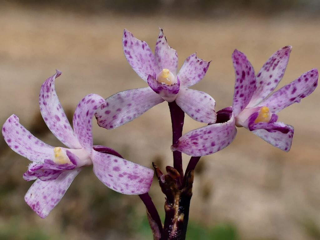 Rosy Hyacinth Orchid (Dipodium roseum), Belair SA © Marianne Broug