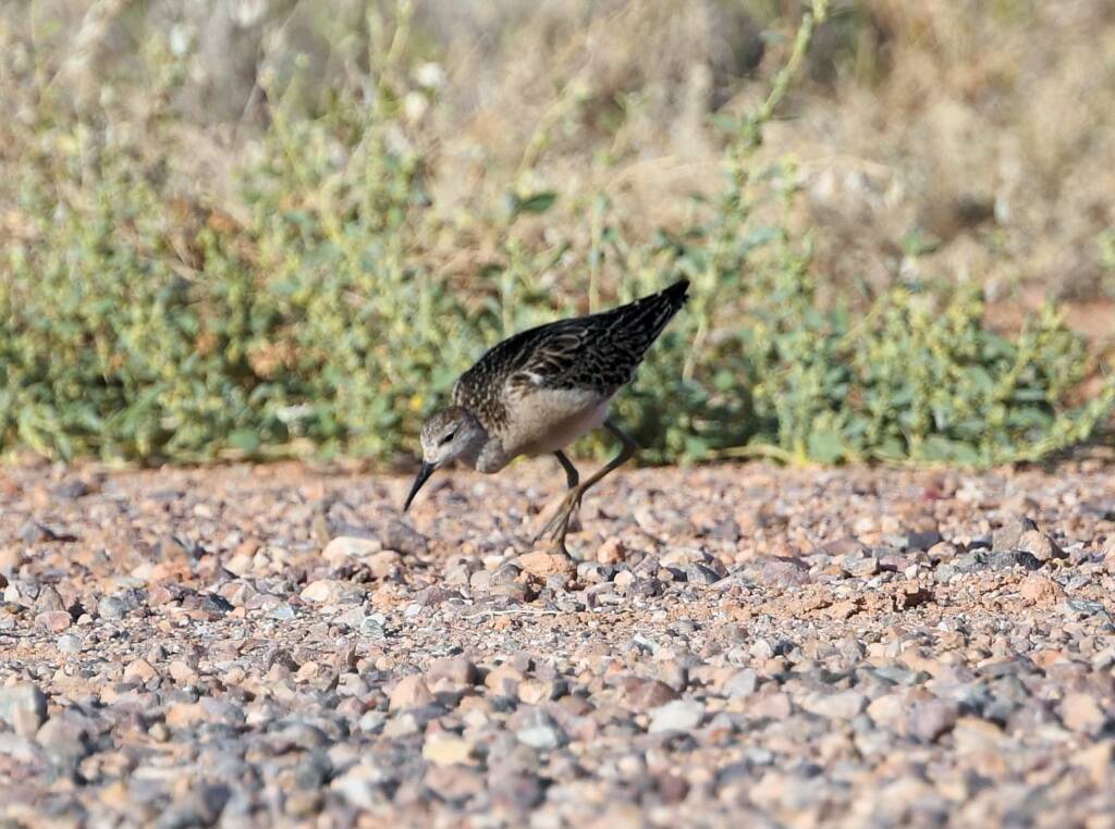 Ruff (Calidris pugnax), Alice Springs NT © Dorothy Latimer